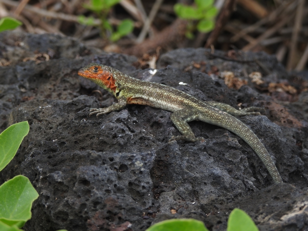 Santa Cruz Lava Lizard