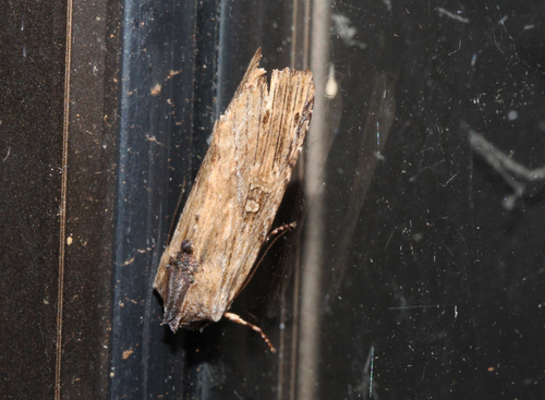 Magusa versicolora (Saalmüller, 1891)