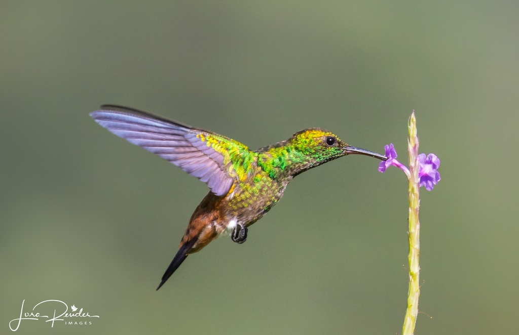 Copper-rumped Hummingbird photo