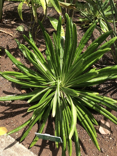 Lobelia boninensis