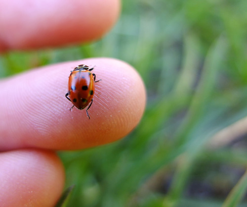 iNaturalist observation photo of Convergent Lady Beetle