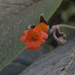 Besleria reticulata - Photo 由 David Alejandro Sánchez Gómez 所上傳的 (c) David Alejandro Sánchez Gómez，保留所有權利