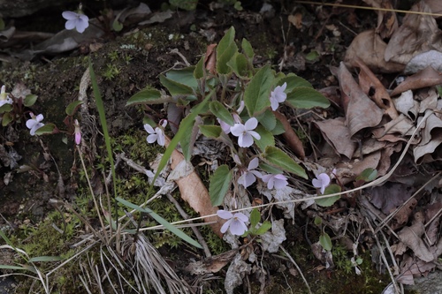 Gyeongseong violet (Viola mongolica)