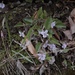 Viola mongolica - Photo (c) Xiao Geigei, todos los derechos reservados, subido por Xiao Geigei