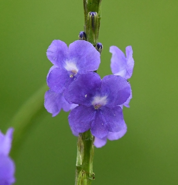 Nettleleaf Velvetberry from Mawathagama, Sri Lanka on July 16, 2021 at ...