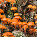 Xeromphalina - Photo (c) Heather Elson, όλα τα δικαιώματα διατηρούνται, uploaded by Heather Elson