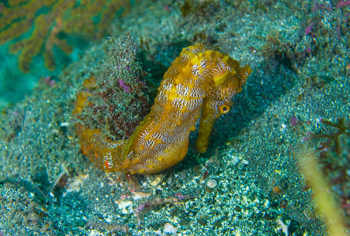 Giant Seahorse (Hippocampus ingens) · iNaturalist