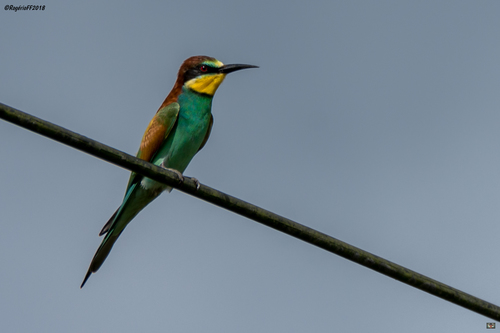 European Bee-eater