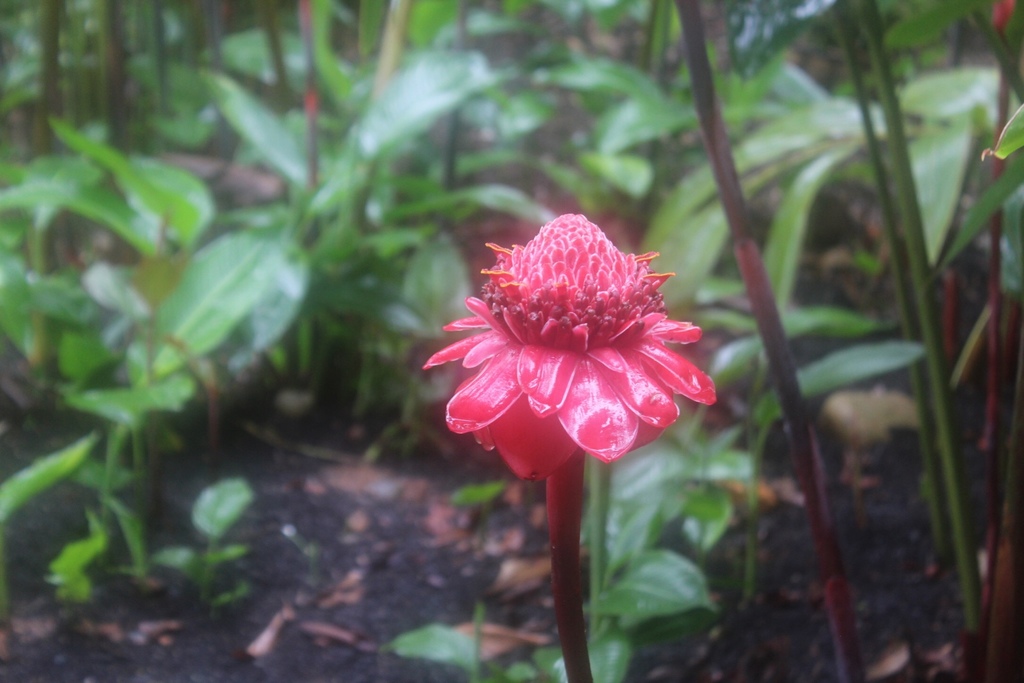 Torch ginger from Wooroonooran National Park, , QLD, AU on March 6