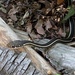 photo of California Striped Racer (Masticophis lateralis lateralis)