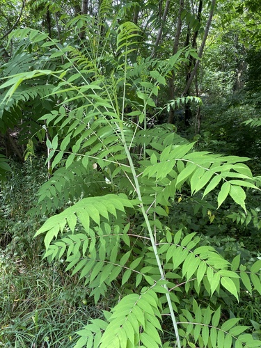 Observations by margela · iNaturalist