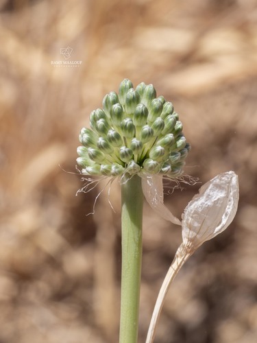 Allium affine