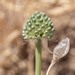 Allium affine - Photo (c) Ramy Maalouf, todos los derechos reservados, uploaded by Ramy Maalouf