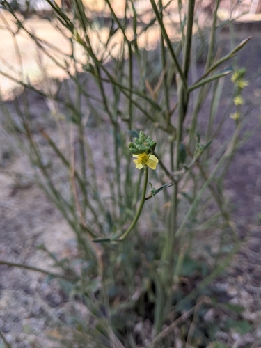 iNaturalist observation photo of Dicots