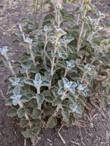 iNaturalist observation photo of White Horehound