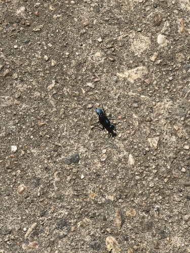 photo of Nearctic Blue Mud-dauber Wasp (Chalybion californicum)