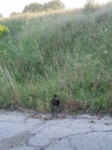 Glossy Ibis