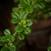 Zieria minutiflora - Photo (c) Nicholas John Fisher, כל הזכויות שמורות