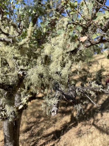 iNaturalist observation photo of Bristly Beard Lichen