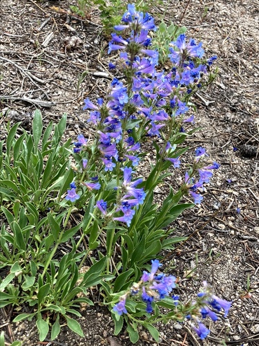 Front Range Beardtongue