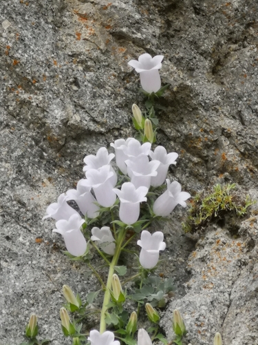 Formanek's Bellflower (Campanula formanekiana)