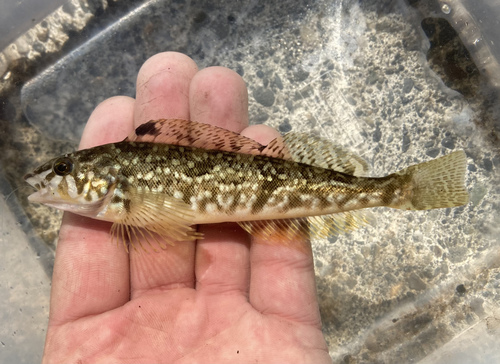 Whitespotted Greenling