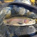 Coastal Rainbow Trout - Photo (c) Doug, all rights reserved, uploaded by Doug