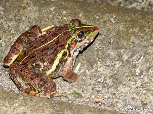 Samchi Check List · iNaturalist