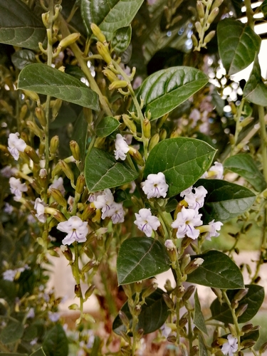 Duranta mutisii L.f.