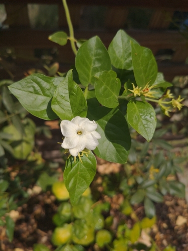 photo of Arabian Jasmine (Jasminum sambac)
