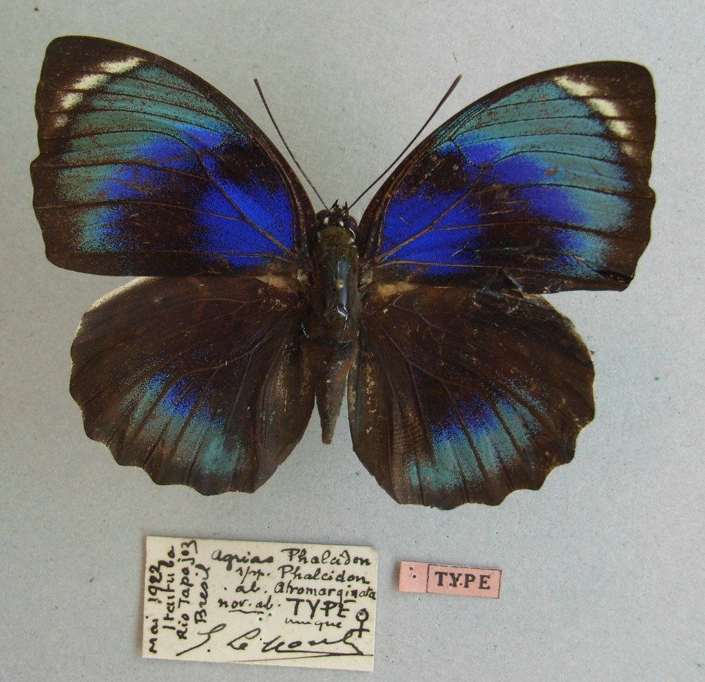 プレポナ アミドン ssp.phalcidon ♂ (Type of Agrias phalcidon