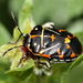 Harlequin Bug - Photo (c) Jay Keller, all rights reserved, uploaded by Jay L. Keller