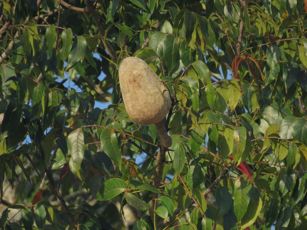 Big-leaf Mahogany in March 2017 by Alfredo Dorantes Euan · iNaturalist