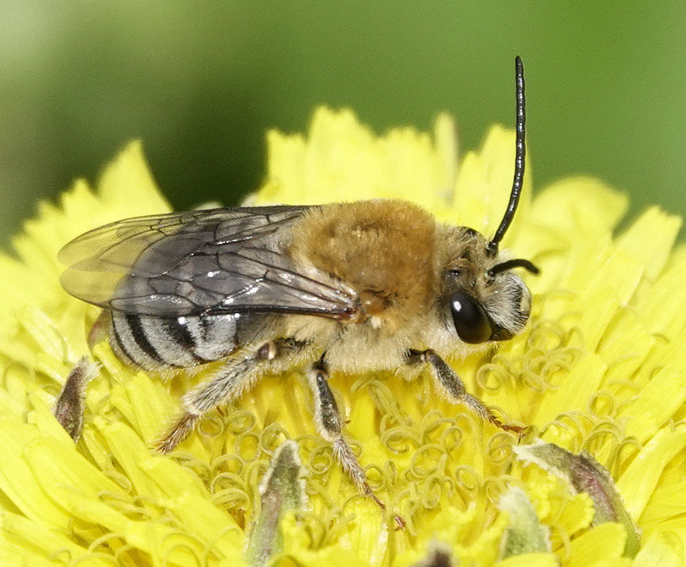 Pruinose Squash Bee from Lincoln, MA, USA on July 18, 2021 at 0207 PM