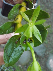 Epidendrum kerryae image