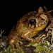White-snouted Robber Frog - Photo (c) Eric Centenero Alcalá, all rights reserved, uploaded by Eric Centenero Alcalá