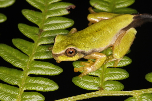 Lesser Bromeliad Tree Frog
