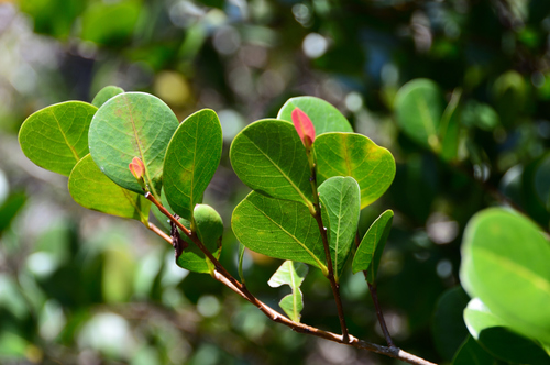 Cocoplum