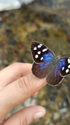 Florida Purplewing