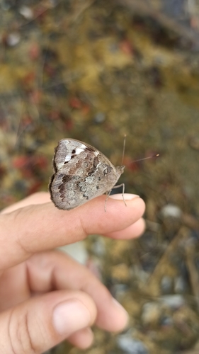 Florida Purplewing