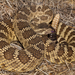 Western Rattlesnake - Photo (c) Alice Abela, all rights reserved