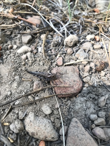 iNaturalist observation photo of Crackling Forest Grasshopper