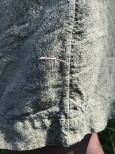 iNaturalist observation photo of Oidaematophorini