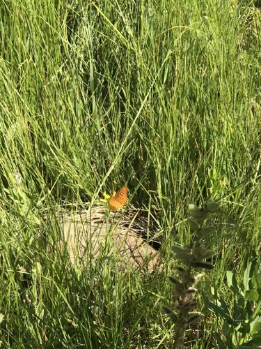 iNaturalist observation photo of Great Basin Fritillary