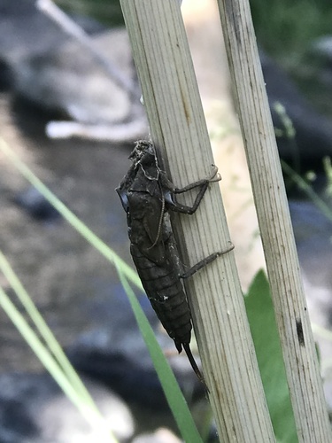 iNaturalist observation photo of Giant Stoneflies and Salmonflies