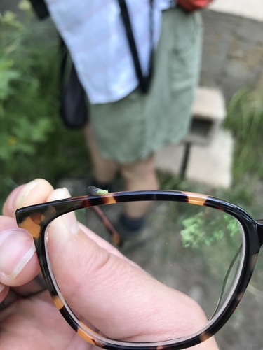 iNaturalist observation photo of Psylloids