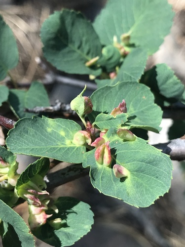 iNaturalist observation photo of Blaesodiplosis