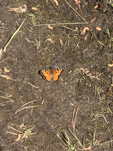 iNaturalist observation photo of California Tortoiseshell