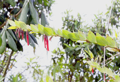 Image of Macleania antioquiae