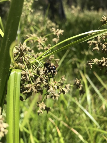 iNaturalist observation photo of Bee-mimic Robber Flies